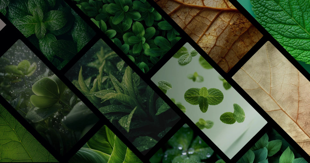 Nature's Quiet Poetry: The Art of Leaf Patterns and Textures