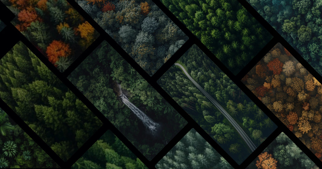 Forest Breathing: Natural Textures and Seasonal Transitions