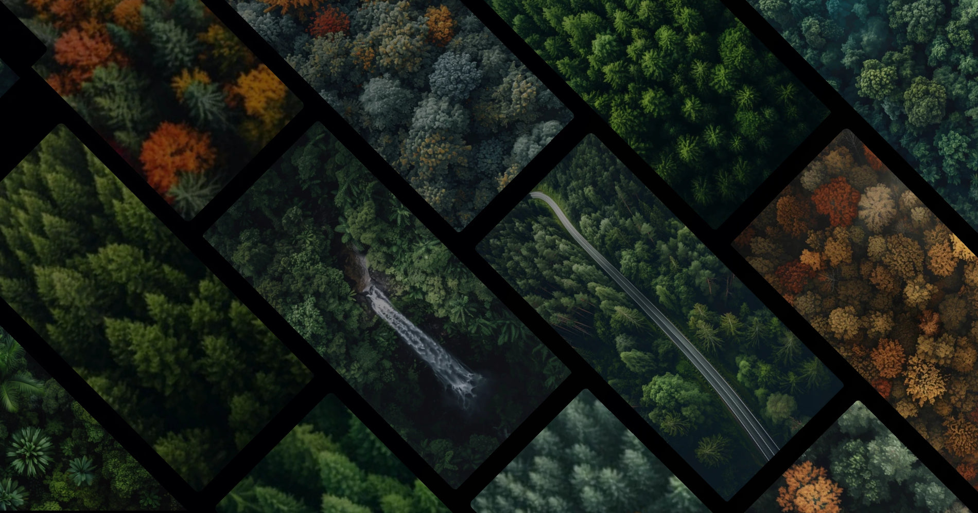 Forest Breathing: Natural Textures and Seasonal Transitions