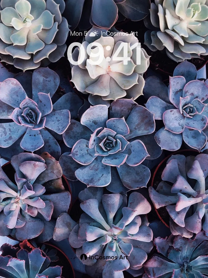 Serenity Succulent Wallpaper with Dew-Kissed Petals