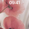 Soft Whisper Wallpaper with Petal Veil wallpaper for iPhone, iPad & Mac