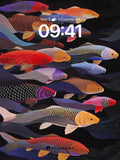 Luminous Koi Wallpaper with Midnight Currents