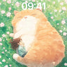 Serenity Meets Feline Wallpaper with Cherry Blossom Whispers wallpaper for iPhone, iPad & Mac