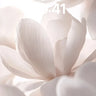 Serene Bloom Wallpaper with Ethereal Light wallpaper for iPhone, iPad & Mac