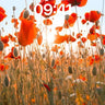 Sunset Poppy Field Wallpaper with Golden Light wallpaper for iPhone, iPad & Mac