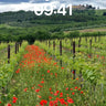 Serenity Vineyard Wallpaper with Poppy Path wallpaper for iPhone, iPad & Mac
