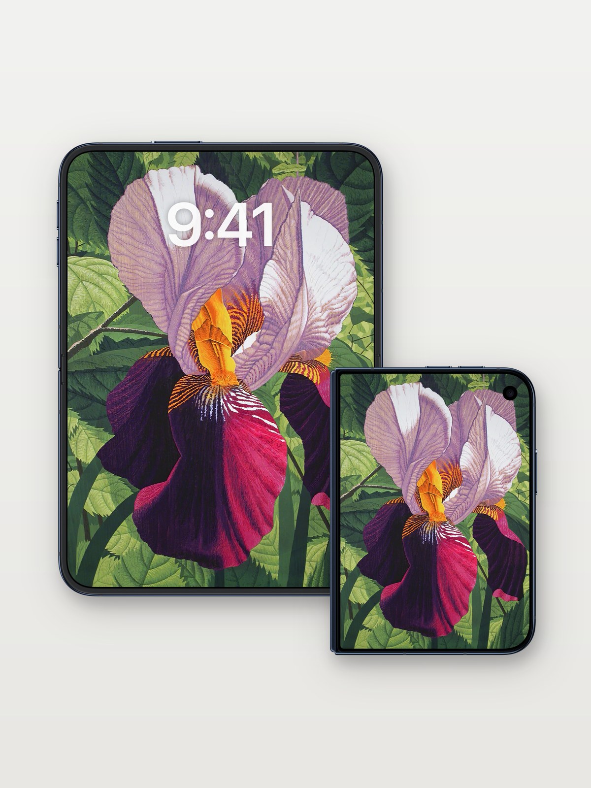 Velvet Iris Wallpaper with Hidden Light on iPhone Duo, open and closed