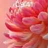 Coral Feather Dream Wallpaper with Soft Light wallpaper for iPhone, iPad & Mac