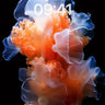 Luminous Bloom Wallpaper with Ethereal Petals wallpaper for iPhone, iPad & Mac