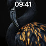Velvet Shadow Wallpaper with Amber Feathers wallpaper for iPhone, iPad & Mac