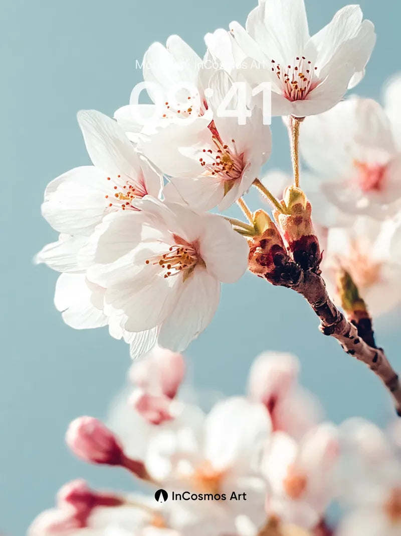 Serene Cherry Bloom Wallpaper with Soft Light Drift