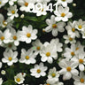 Serenity Bloom Wallpaper with Golden Hearts wallpaper for iPhone, iPad & Mac