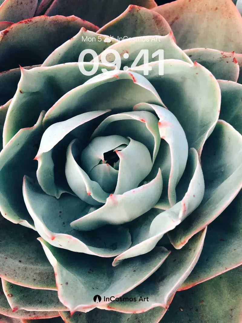 Serene Succulent Wallpaper with Rose-Like Form