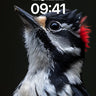 Whispering Feather Wallpaper with Crimson Crown wallpaper for iPhone, iPad & Mac