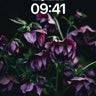 Velvet Nightfall Wallpaper with Drooping Petals wallpaper for iPhone, iPad & Mac