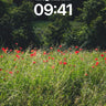 Sunlit Meadow Wallpaper with Crimson Poppies wallpaper for iPhone, iPad & Mac
