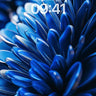 Cobalt Bloom Wallpaper with Liquid Petals wallpaper for iPhone, iPad & Mac