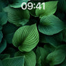 Emerald Whisper Wallpaper with Veined Depths wallpaper for iPhone, iPad & Mac