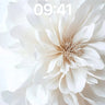 Silken Stillness Wallpaper with Breathable Petals wallpaper for iPhone, iPad & Mac