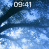 Misty Blue Canopy Tree Wallpaper Background