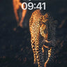 Golden Shadow Leopard Wallpaper with Distant Echo wallpaper for iPhone, iPad & Mac