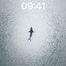 Serene Shark Silhouette Wallpaper with Misty Depths wallpaper for iPhone, iPad & Mac