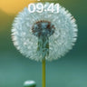 Serene Dandelion Wallpaper with Sunlit Fluff wallpaper for iPhone, iPad & Mac