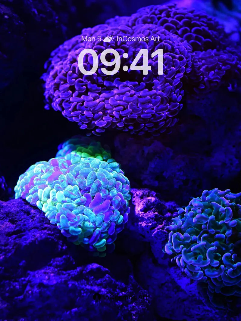 Luminous Reef Wallpaper with Bioluminescent Hues