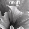 Monochrome Petal Wallpaper with Sculpted Light wallpaper for iPhone, iPad & Mac