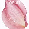 Serene Petal Wallpaper with Dewdrop Veil wallpaper for iPhone, iPad & Mac