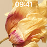 Faded Petal Wallpaper with Sunlit Veins wallpaper for iPhone, iPad & Mac