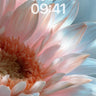 Serene Petal Haze Wallpaper with Ethereal Light wallpaper for iPhone, iPad & Mac