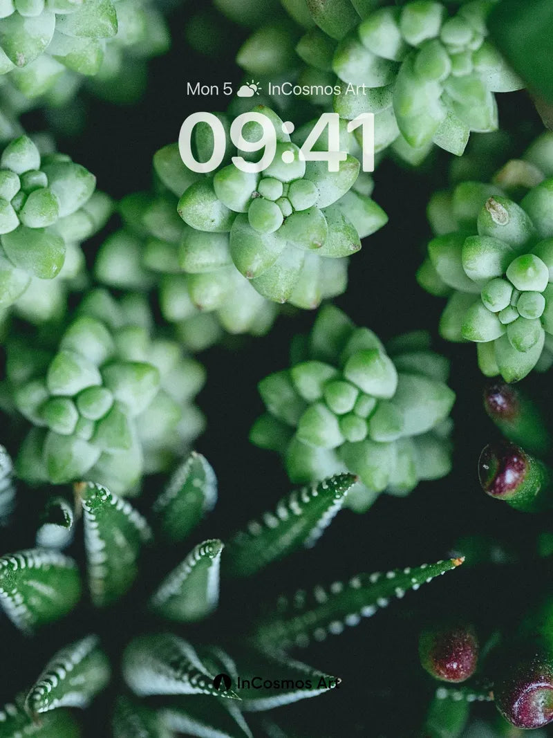 Serene Succulent Wallpaper with Dew-Kissed Leaves