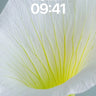 Serene Petal Wallpaper with Golden Veins wallpaper for iPhone, iPad & Mac