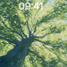 Canopy Whisper Green Forest Wallpaper