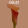 Crimson Whisper Wallpaper with Velvet Petal wallpaper for iPhone, iPad & Mac
