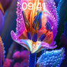 Luminous Petal Wallpaper with Dewdrop Constellations wallpaper for iPhone, iPad & Mac