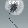 Serenity Dandelion Wallpaper with Starlight Texture wallpaper for iPhone, iPad & Mac