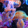 Luminous Drift Wallpaper with Bioluminescent Veils wallpaper for iPhone, iPad & Mac