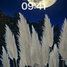 Lunar Whisper Wallpaper with Silver Reeds wallpaper for iPhone, iPad & Mac