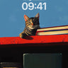 Whiskered Watcher Wallpaper with Bookshelf Horizon wallpaper for iPhone, iPad & Mac