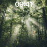 Sunbeam Forest Wallpaper with Misty Canopy wallpaper for iPhone, iPad & Mac