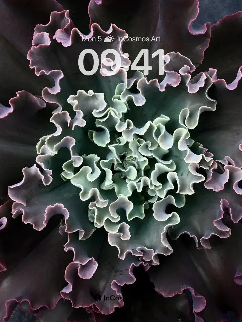 Velvet Fractal Wallpaper with Living Edges