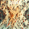 Crowd Pulse Wallpaper with X-Shaped Flow wallpaper for iPhone, iPad & Mac