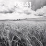 Whispering Wheat Wallpaper in Monochrome Hush wallpaper for iPhone, iPad & Mac