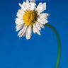 Serenity Dewdrop Wallpaper with Skyward Stem wallpaper for iPhone, iPad & Mac