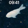 Celestial Koi Wallpaper with Starlit Drift wallpaper for iPhone, iPad & Mac