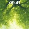 Whispering Canopy Wallpaper with Sunlit Path wallpaper for iPhone, iPad & Mac