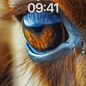 Golden Gaze Wallpaper with Soulful Depth wallpaper for iPhone, iPad & Mac