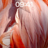 Crimson Feather Hush Wallpaper with Sunlit Veils wallpaper for iPhone, iPad & Mac